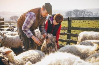 Succession planning and disputes over inheritance expectations in farming families